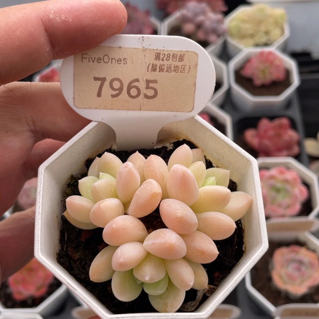 阮林玉7965-6厘米