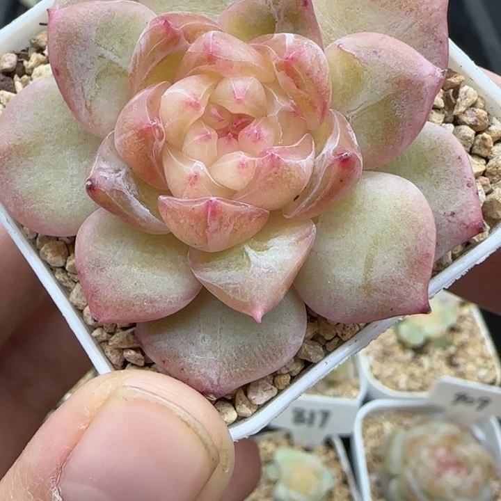 111号甜心834晗雨多肉