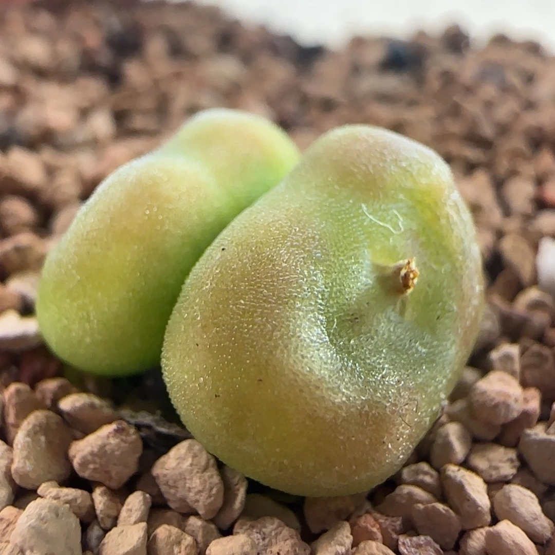 1767/双头水晶鞋/