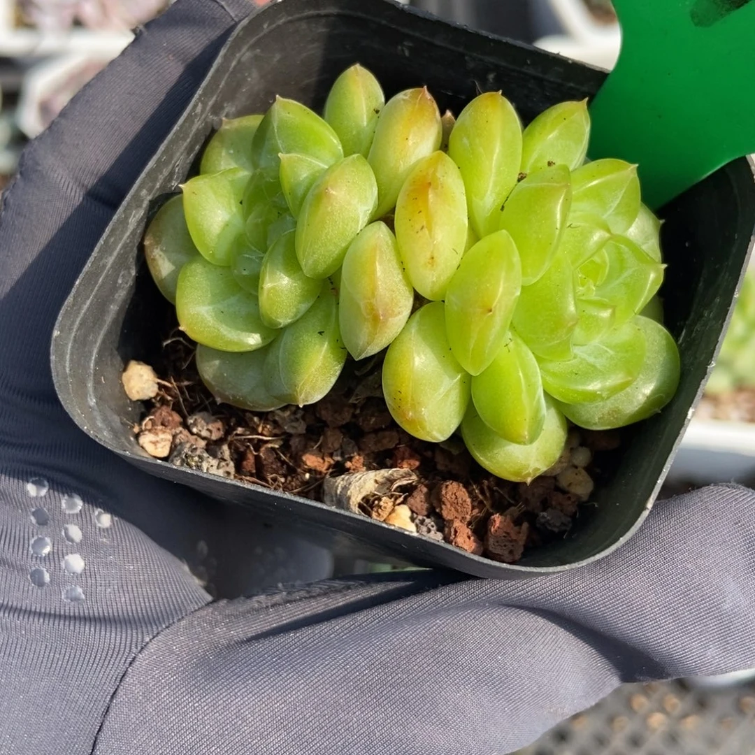 3152琴心多肉植物保护