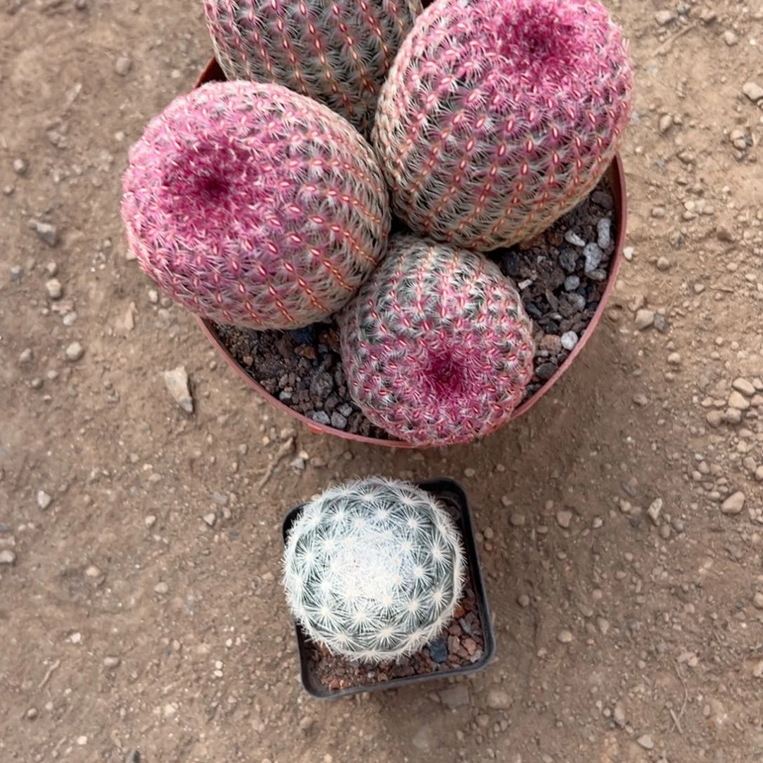 丫****零零落落 零零落落