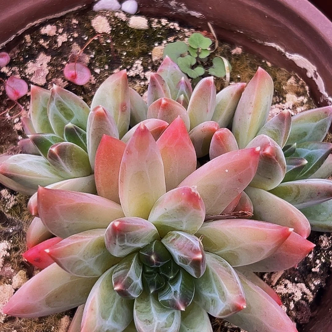 1颗美人系列多肉植物