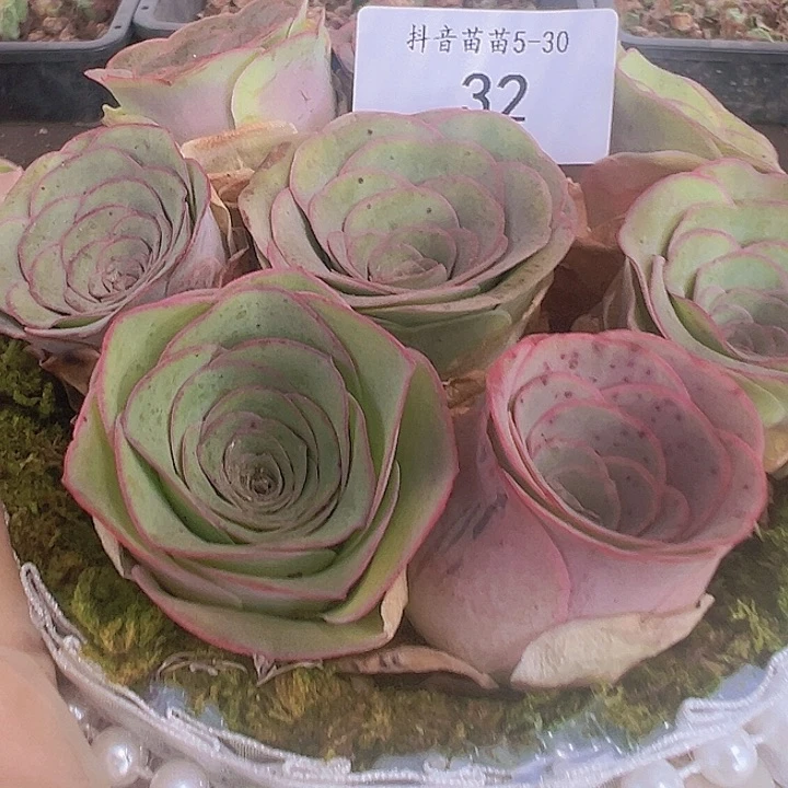 山地玫瑰多肉植物32