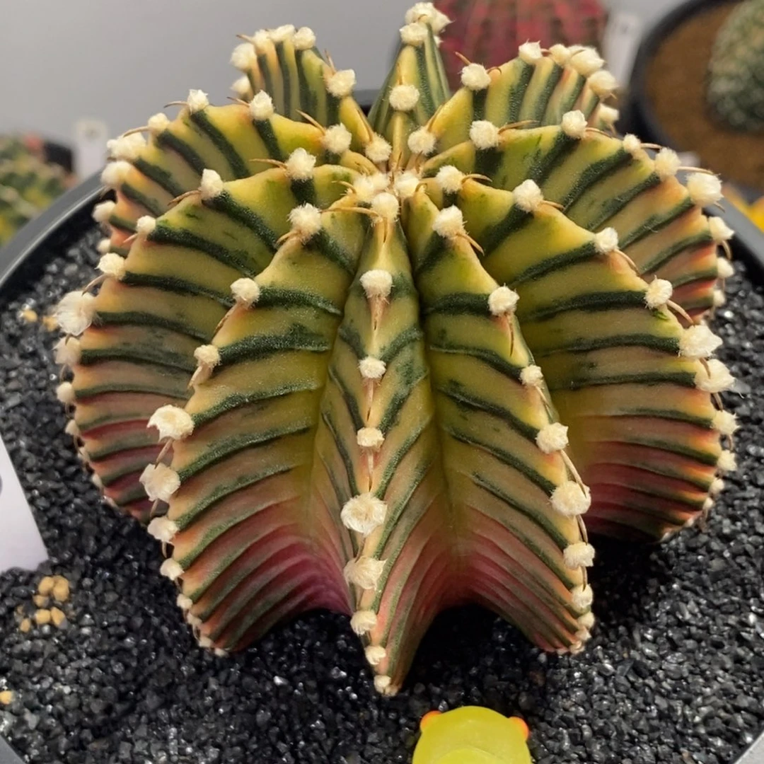泰系神品肋骨锦—带盆土发货