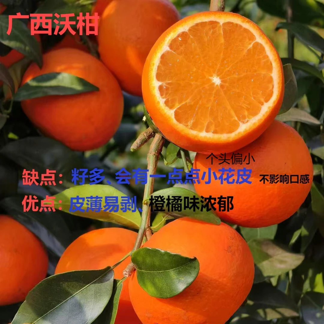 正宗广西武鸣沃柑 皮薄易剥 饱满多汁新鲜应季 5/8斤装 坏果包赔