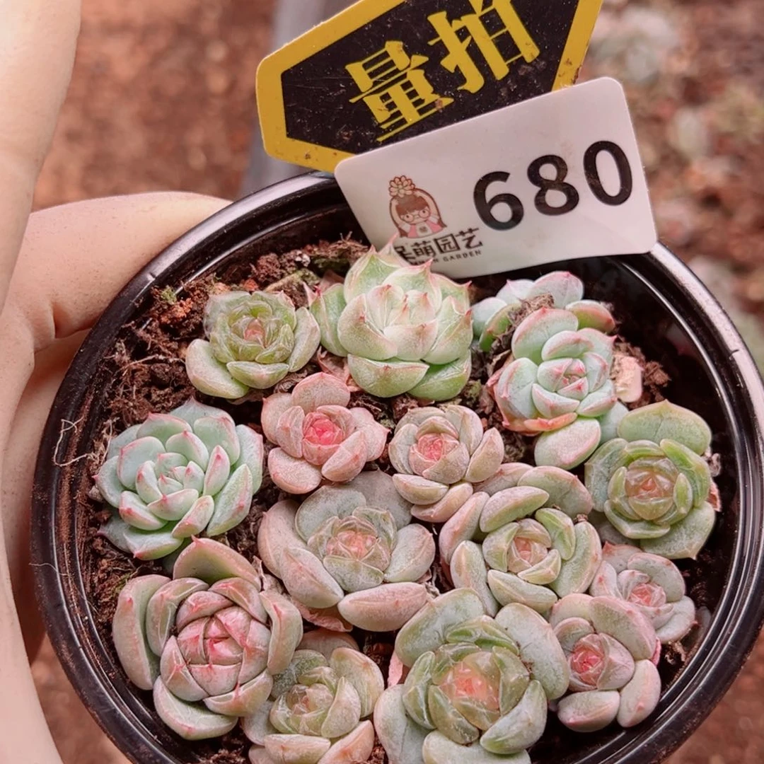 多肉植物多肉植物