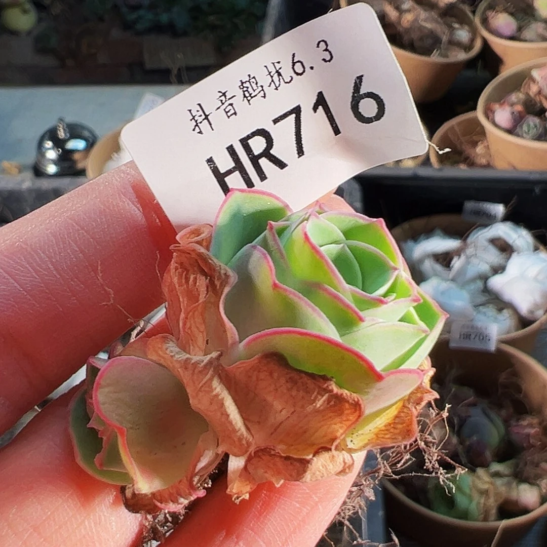 无花朵小*鲲HR716福袋奖品捡漏