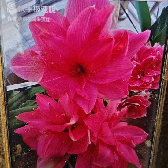 完全开放糖果仙女8厘米