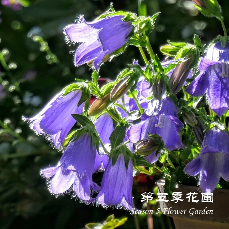 第五季花圃 宿根风铃草‘小川桔梗’ 多年生耐寒耐热春夏开花盆栽苗