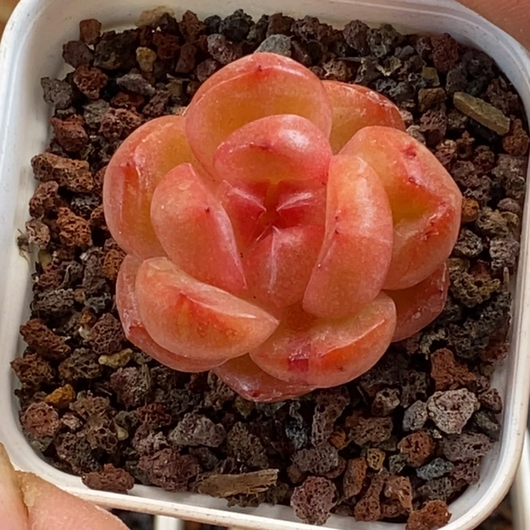 天官赐福百无禁忌