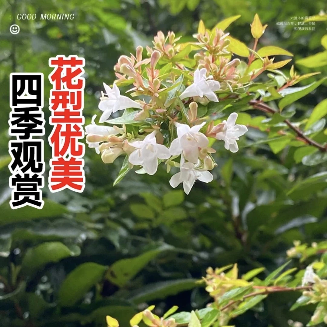 新款盆栽地栽大花六道木庭院阳台观叶观花植物带花包邮