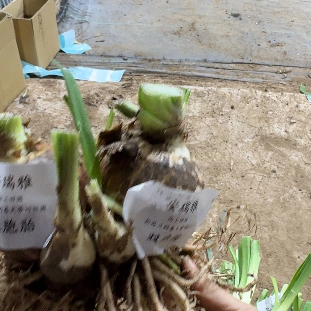 安瑞雅双胞胎8+8开花球