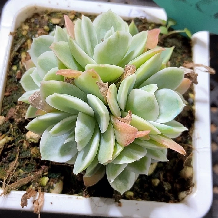 多肉植物7228多肉