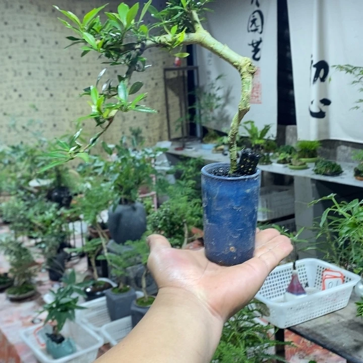 山***旁完全开放一物一拍一物一拍115