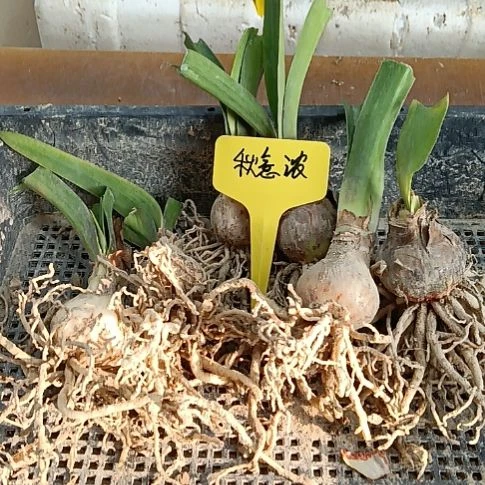 花***夏无花朵秋意浓3+发6个