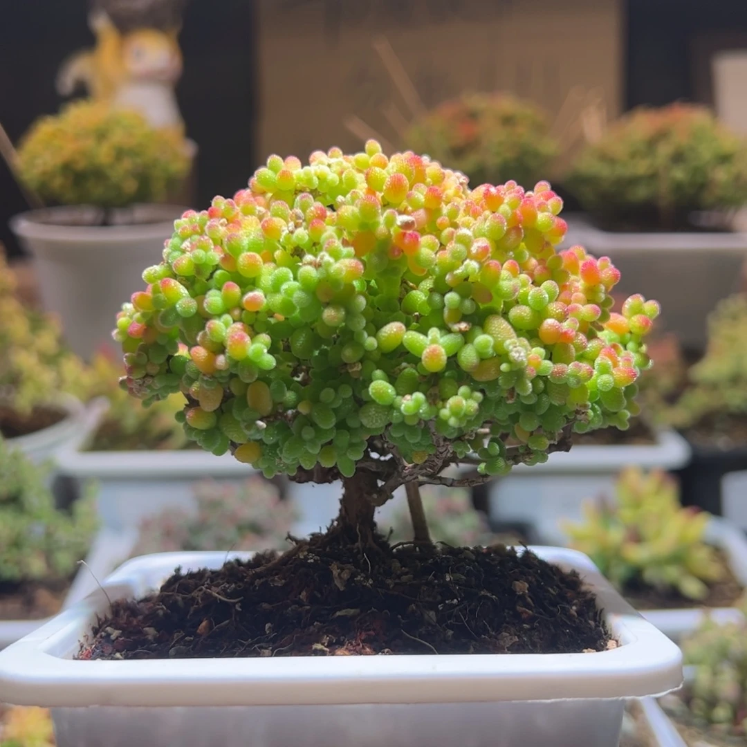 397金桔一物一拍包开箱