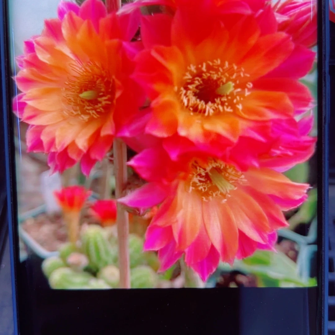 下25矮胖白檀景4 歪无根侧芽2一3公分左右20包邮