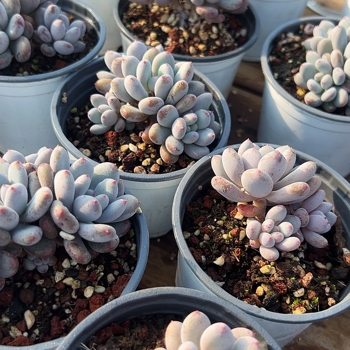 香香雪        福利多多