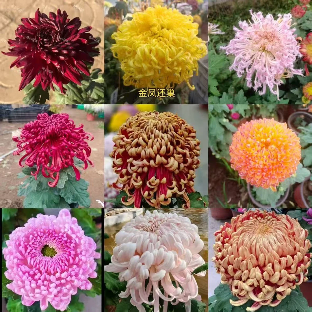 混搭系列[大花富贵菊]九月菊花苗大型花好养护简单耐寒耐旱