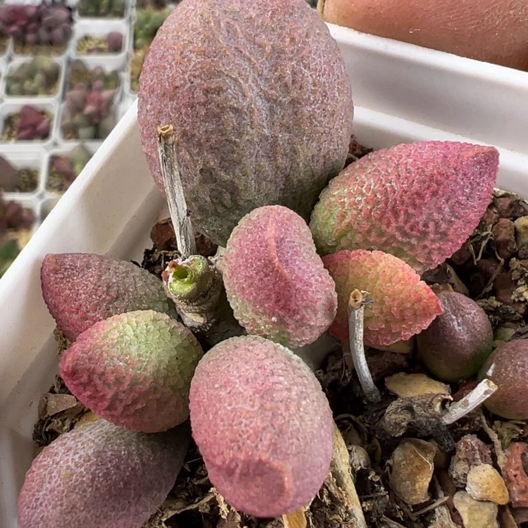 腹部水泡多肉植物