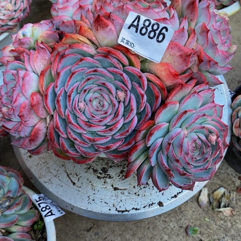 【闪购商品】陆*子多肉植物