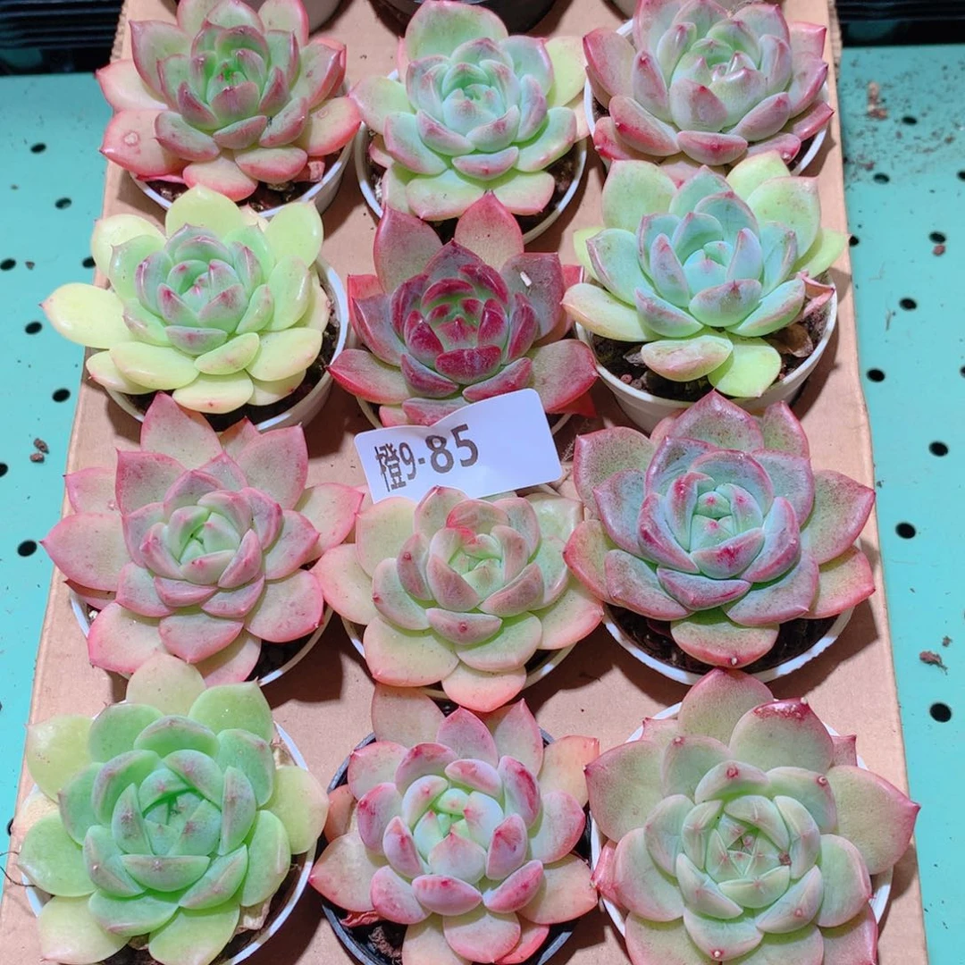 9-85一物一拍多肉带盆18颗