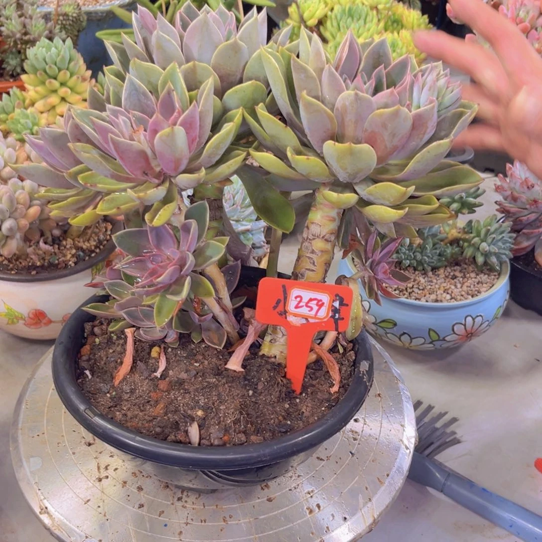 夏*一359号紫气东来多肉植物