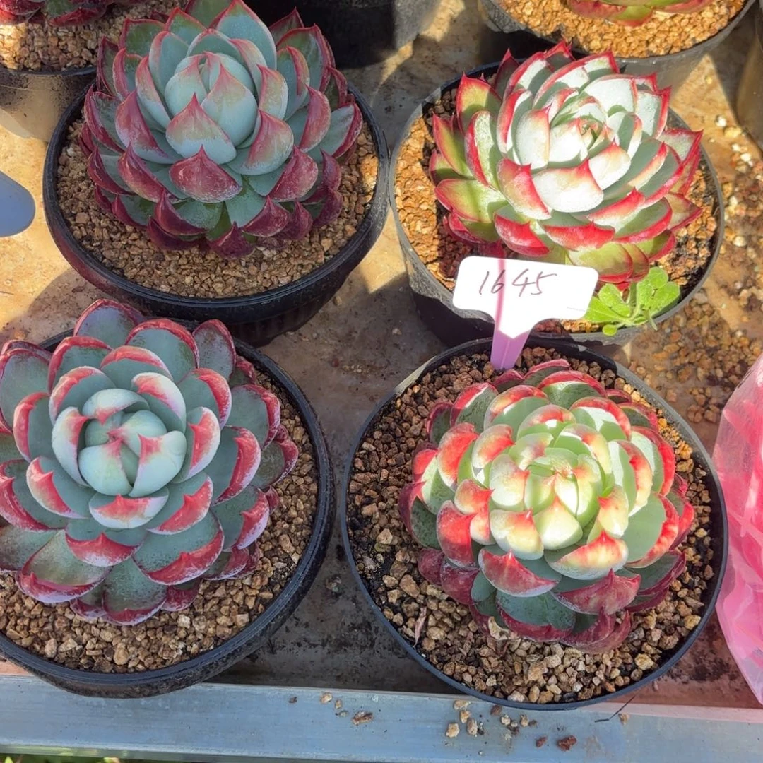 惊鸿仙子1645号好看