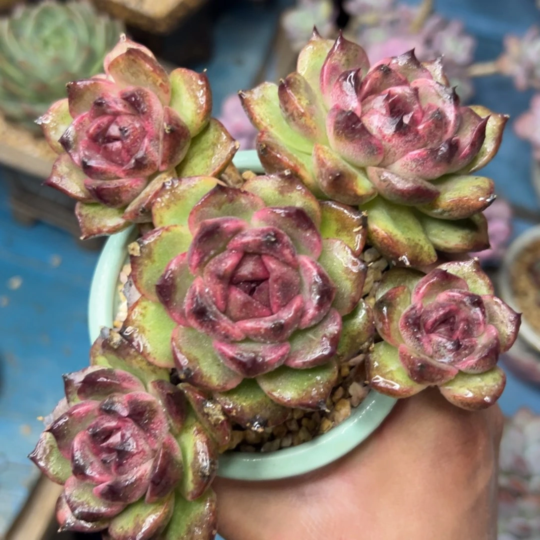 多肉植物一物一拍（34号）