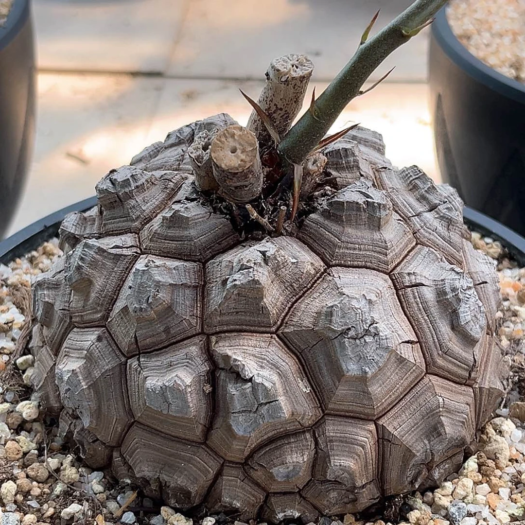 潮流植物龟甲龙 盾甲