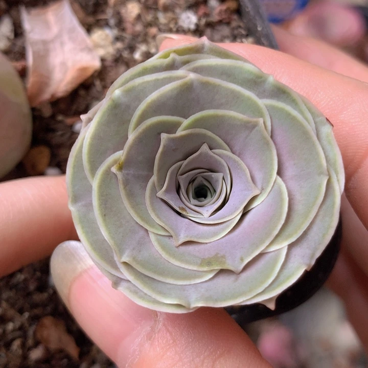 一物一拍绮梦晨光系列851