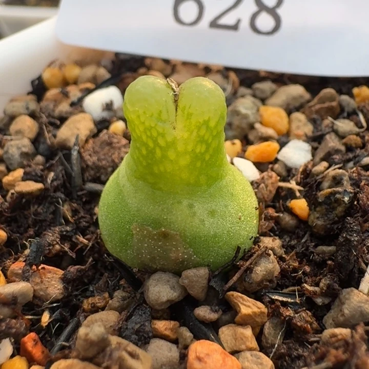 628 大型小葫芦1.3。