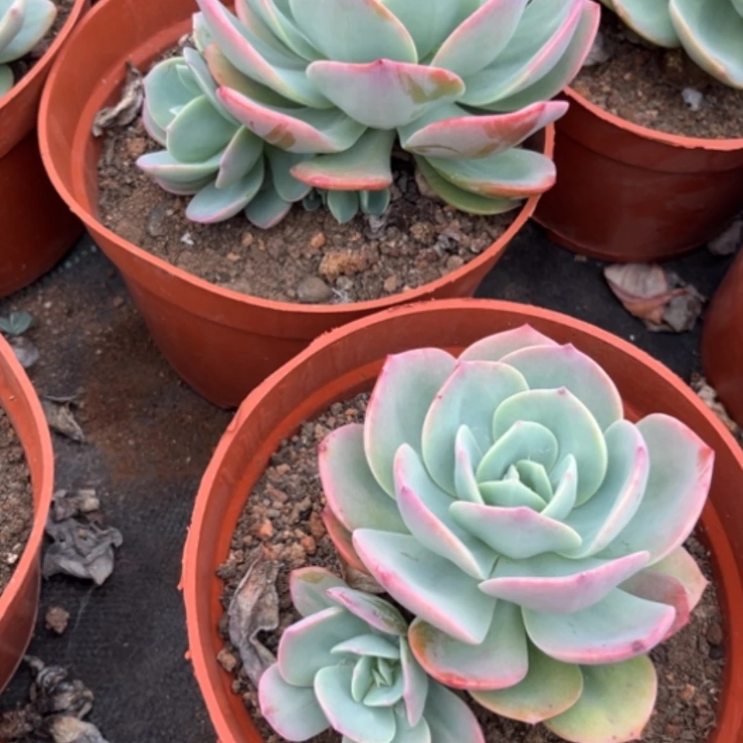 【闪购商品】武**1白凤