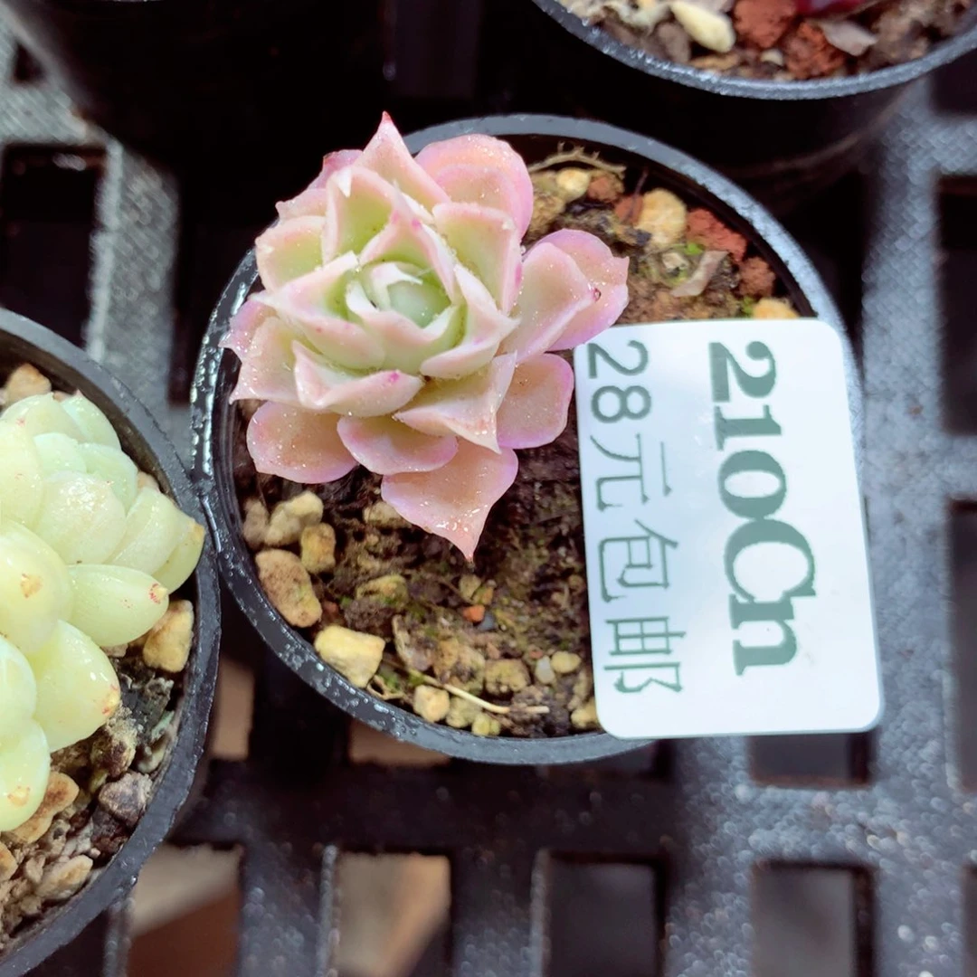 5厘米盆精控多肉210