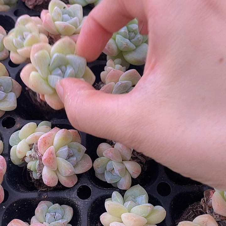 58 多肉植物盆栽花卉