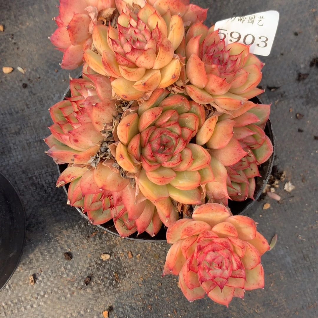 5903杂交多肉老桩