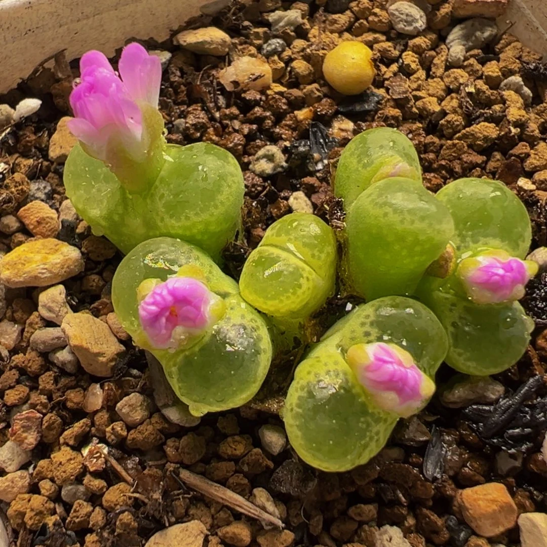 452多肉植物种类多样