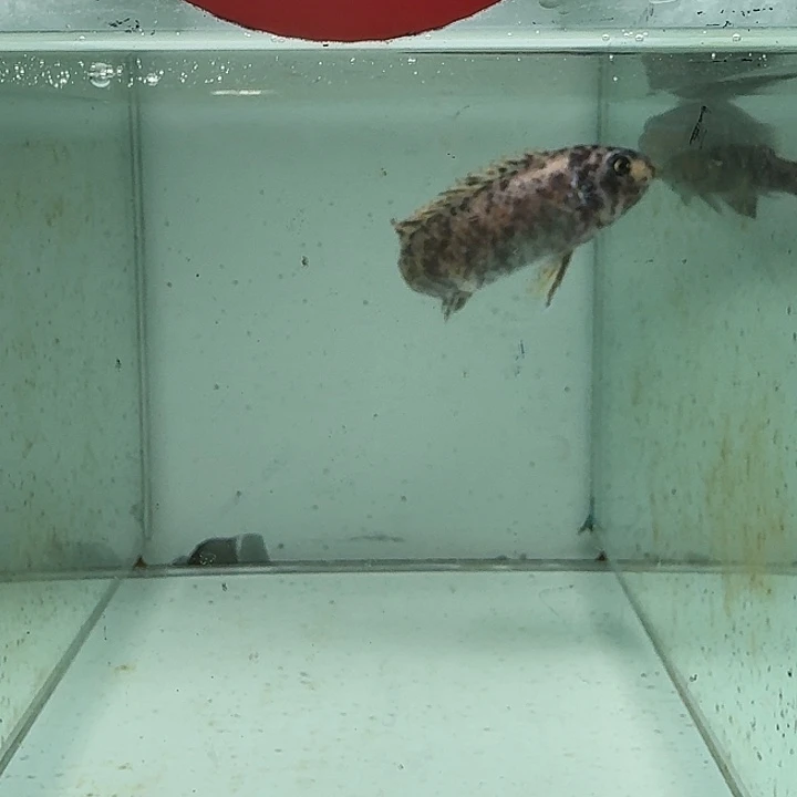 海水145号野生钦扬维奇勾鼻花母