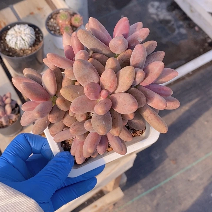 132号糖果美人自然群