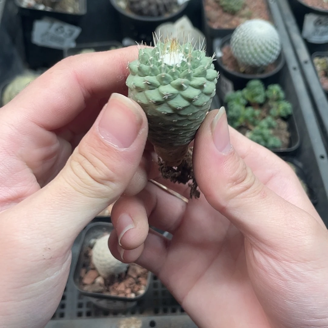 723菊水（满18包邮）