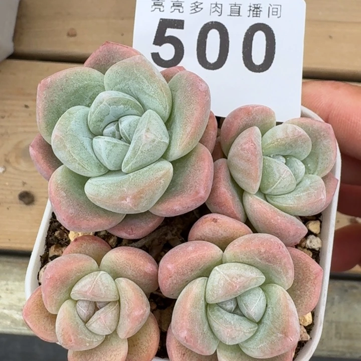 冰玉         多肉植物