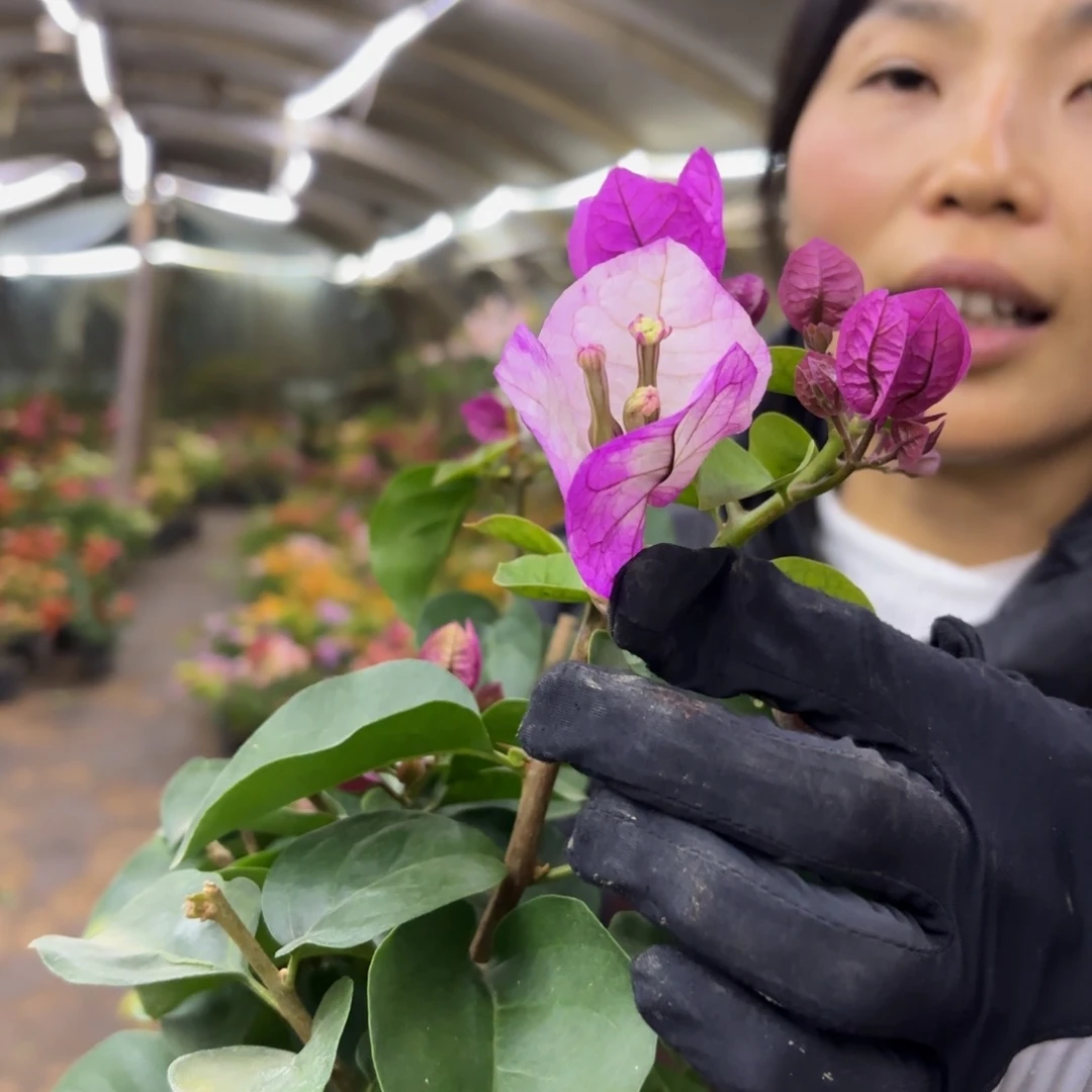 全部花苞（紫罗兰）三角梅会落花落叶会光杆苗有大有小