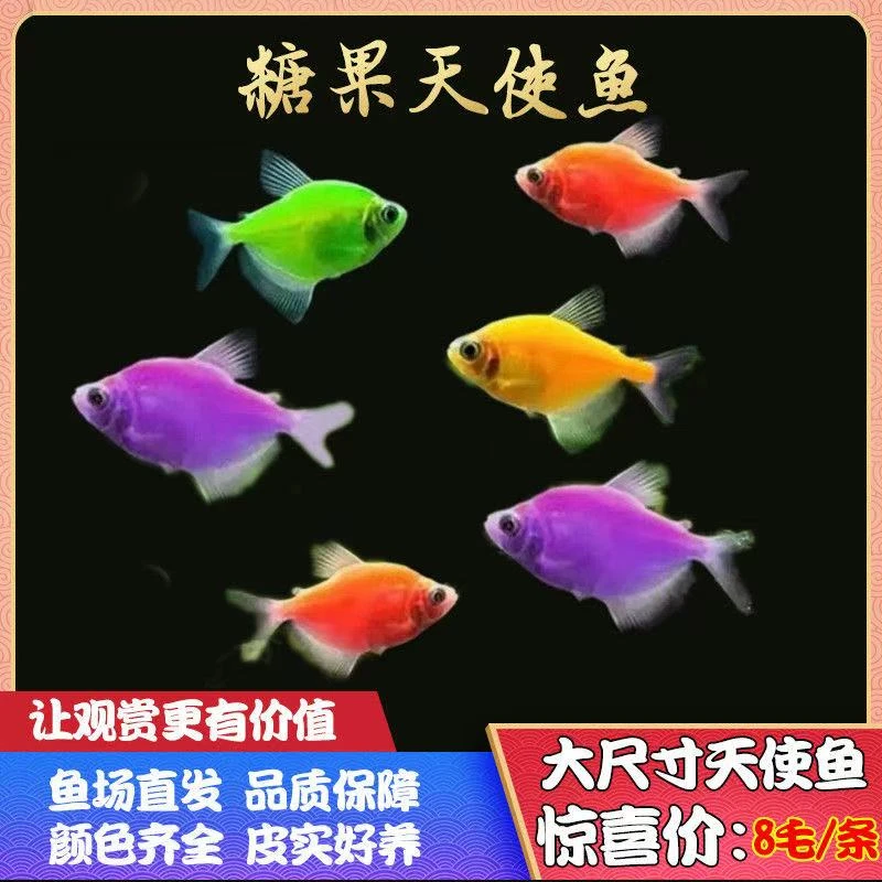 天使热带七彩观赏鱼褪色小型耐活养易活群游热带鱼好养新手