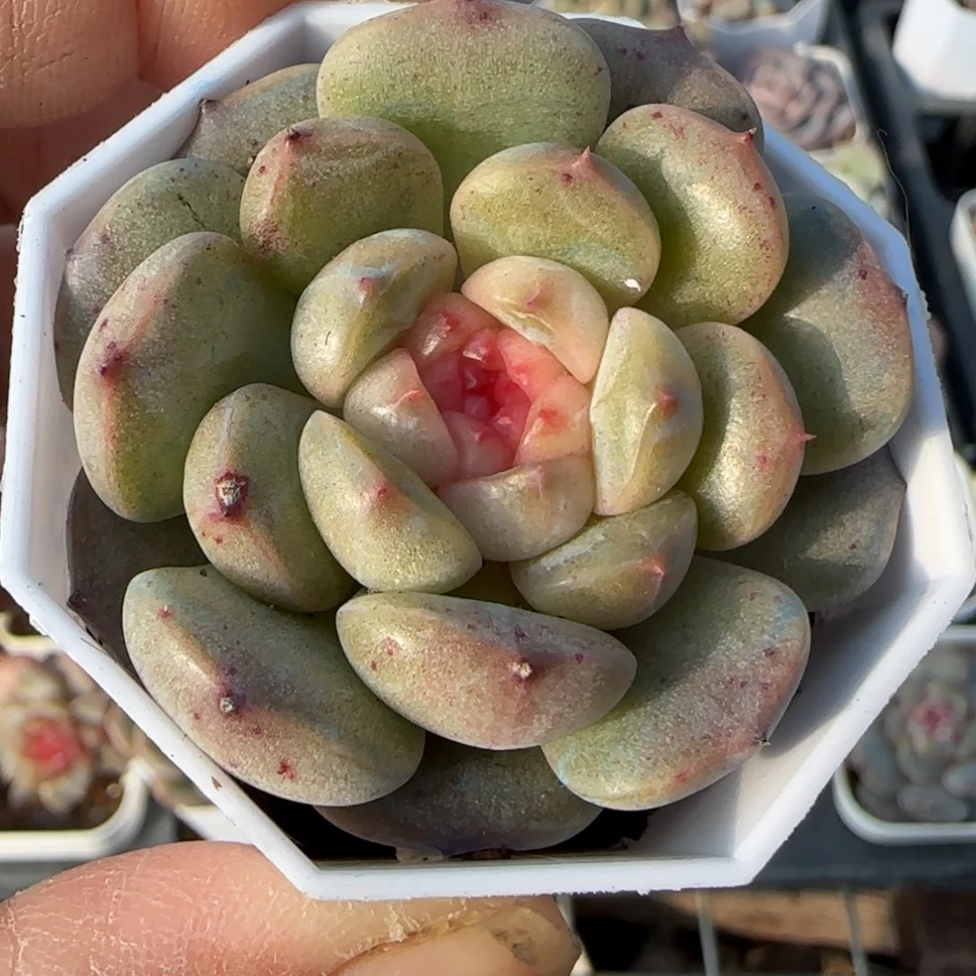 小卡拉米糖心一物一拍