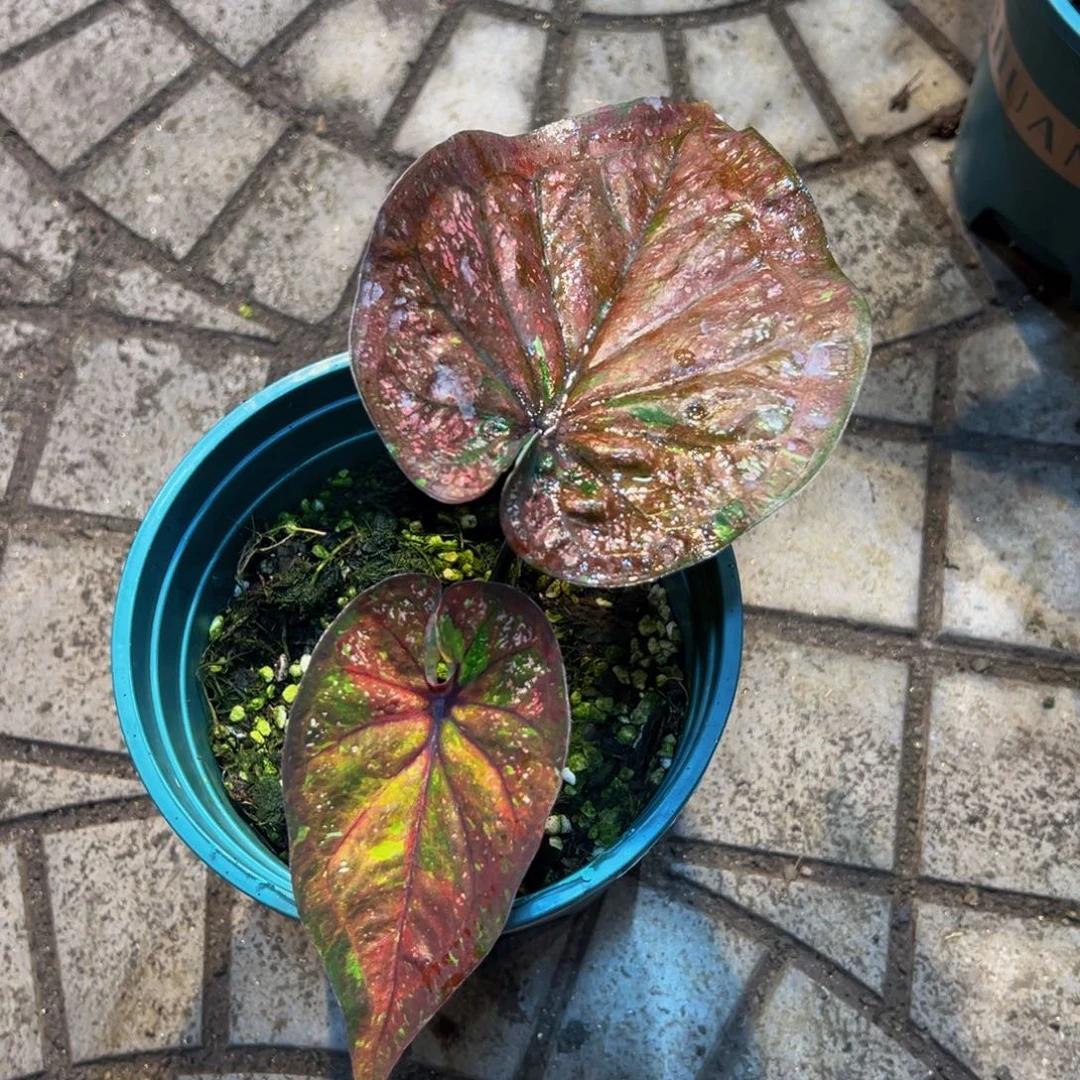 香***菜完全开放5966泰彩