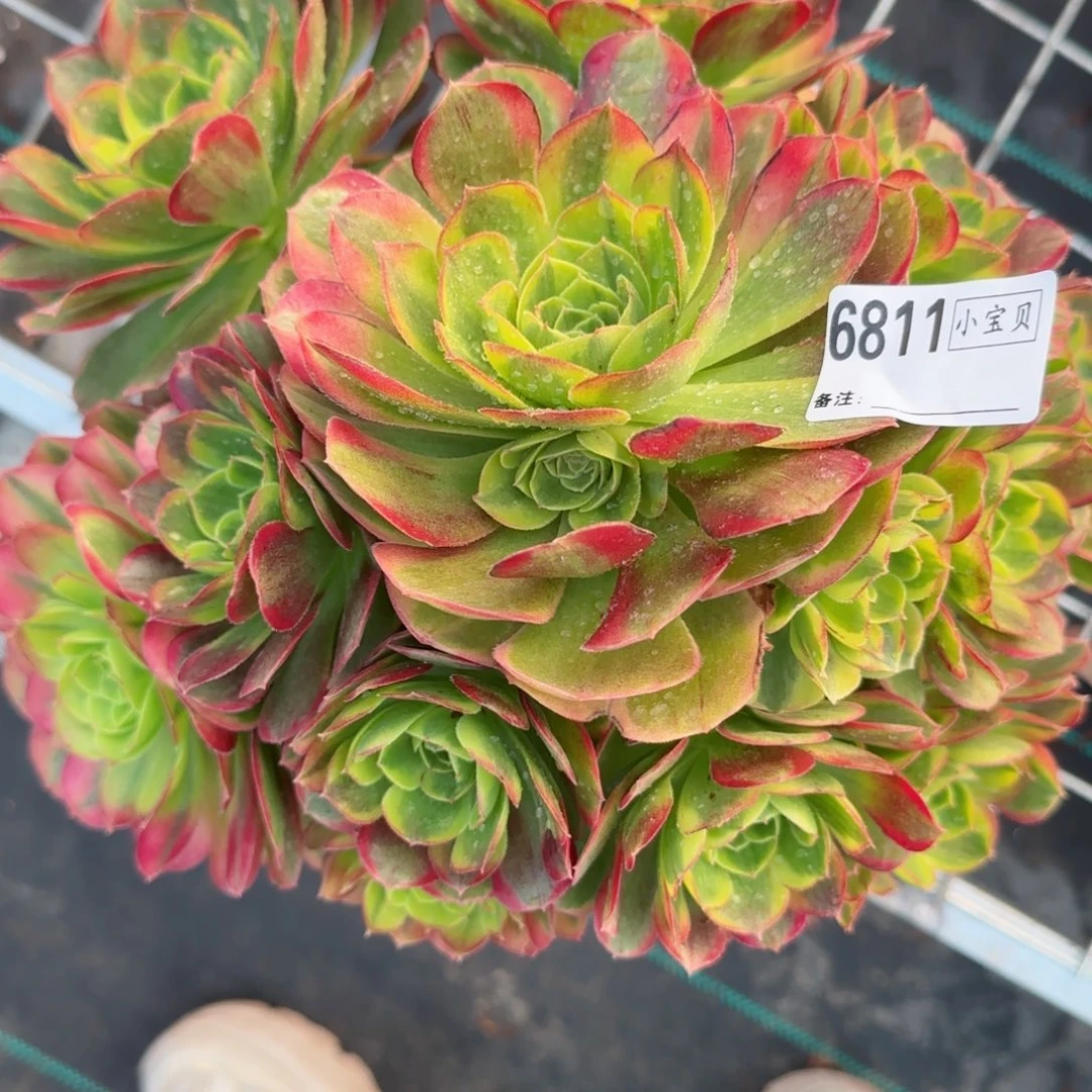 云*6811奶白多肉多肉