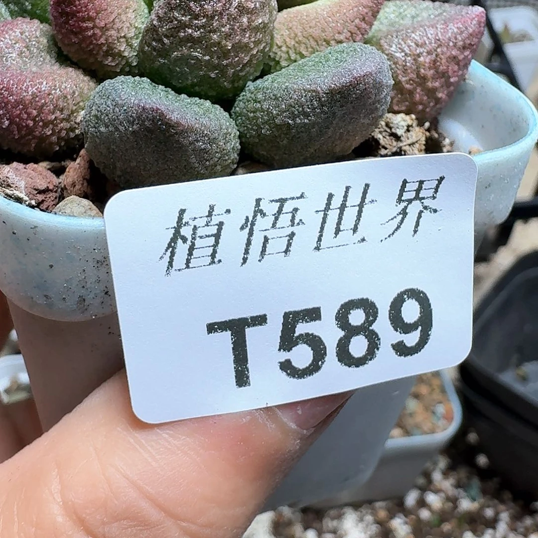 589盒多肉植物哇vv