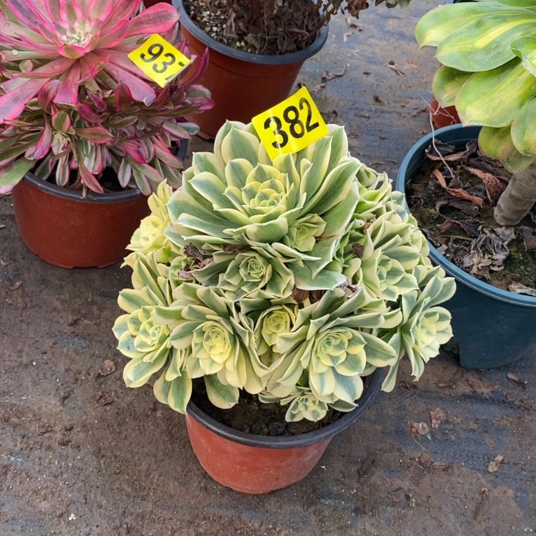 绿豆沙多肉法师382