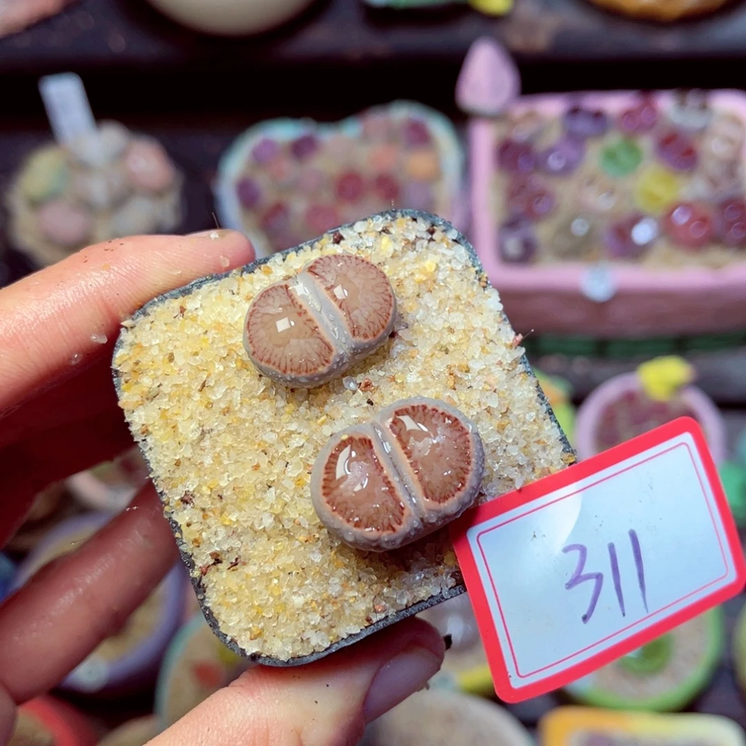 311生石花带盆发1