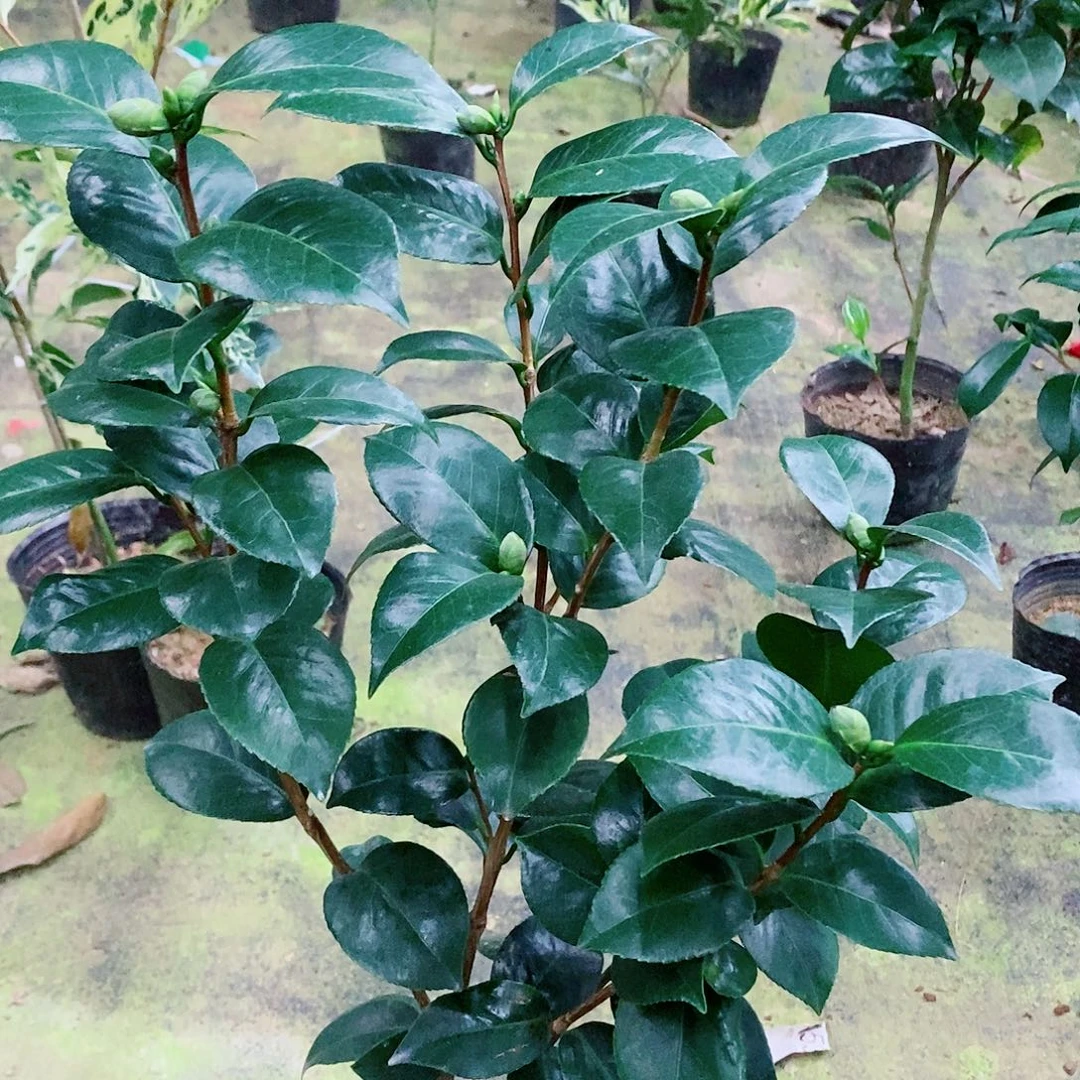 无花朵十八学士盆栽
